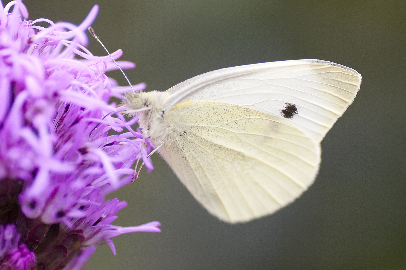 Schmetterling