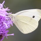 Schmetterling