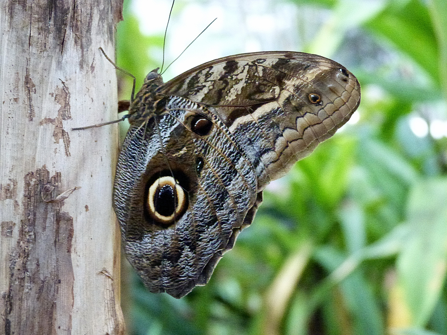 schmetterling