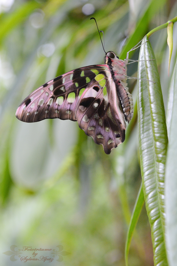 Schmetterling