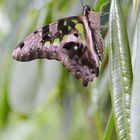 Schmetterling