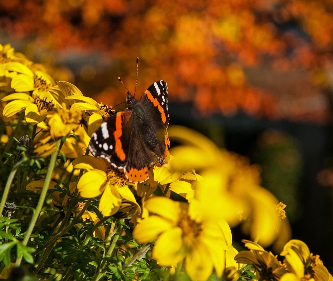 Schmetterling