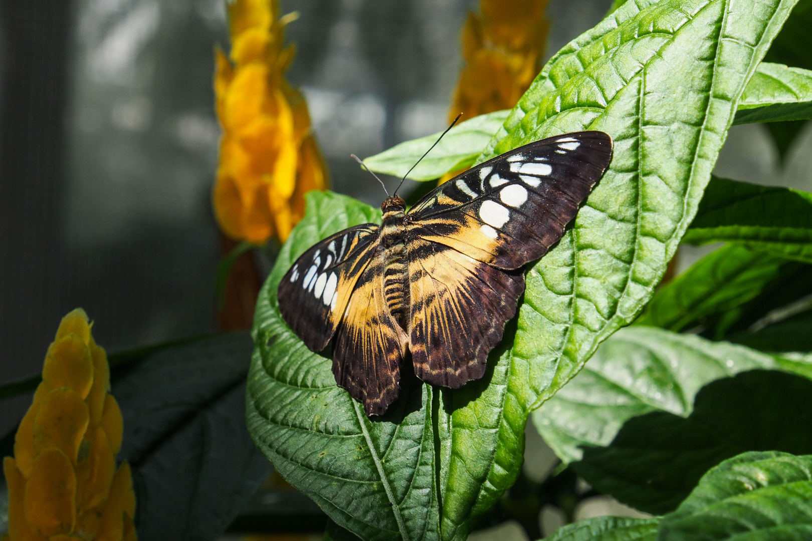 Schmetterling