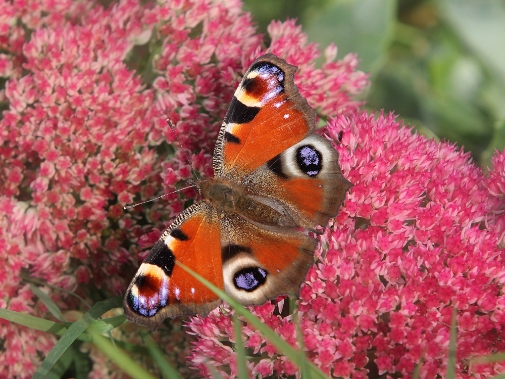 Schmetterling