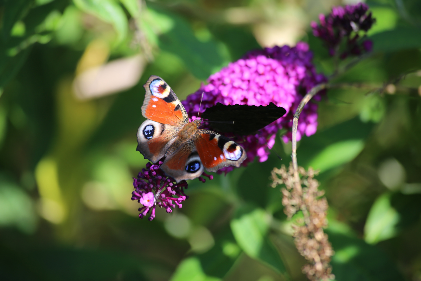 Schmetterling