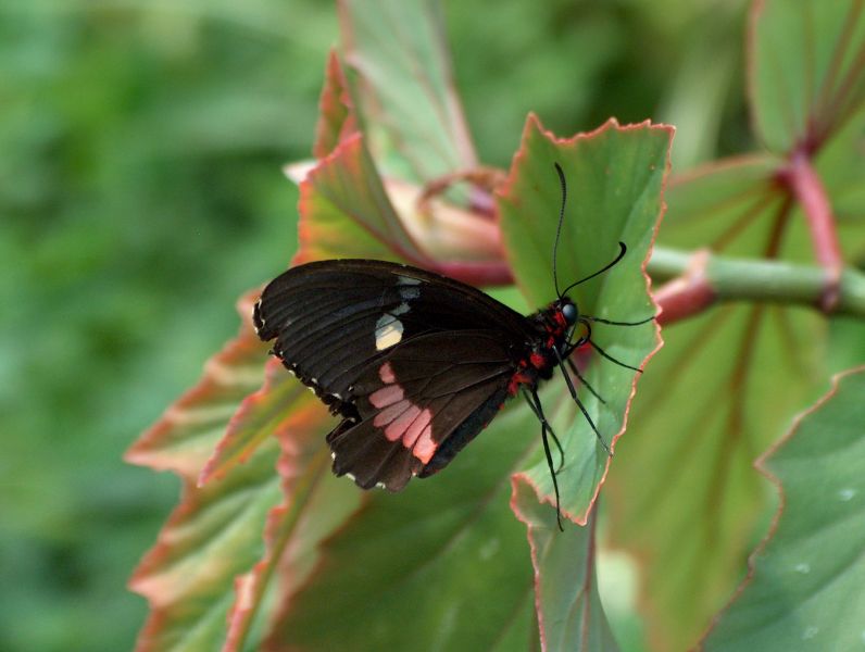 Schmetterling