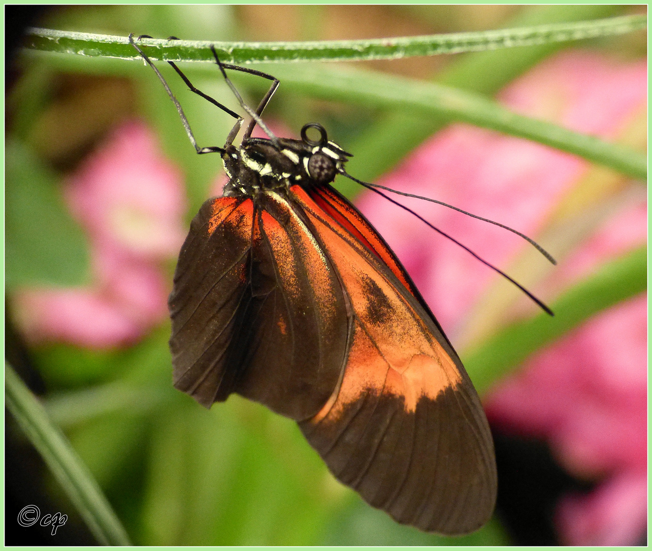 Schmetterling