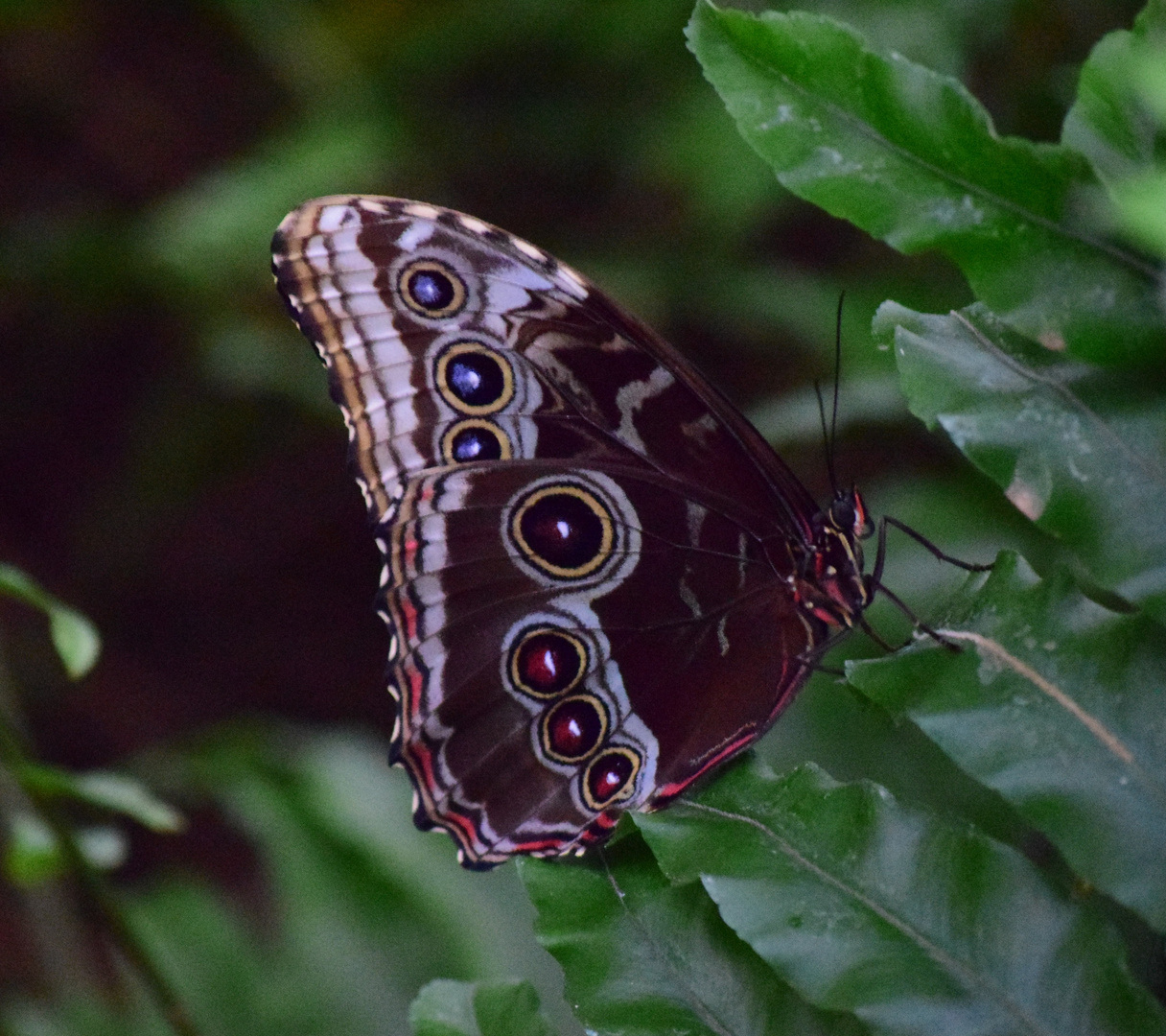 Schmetterling