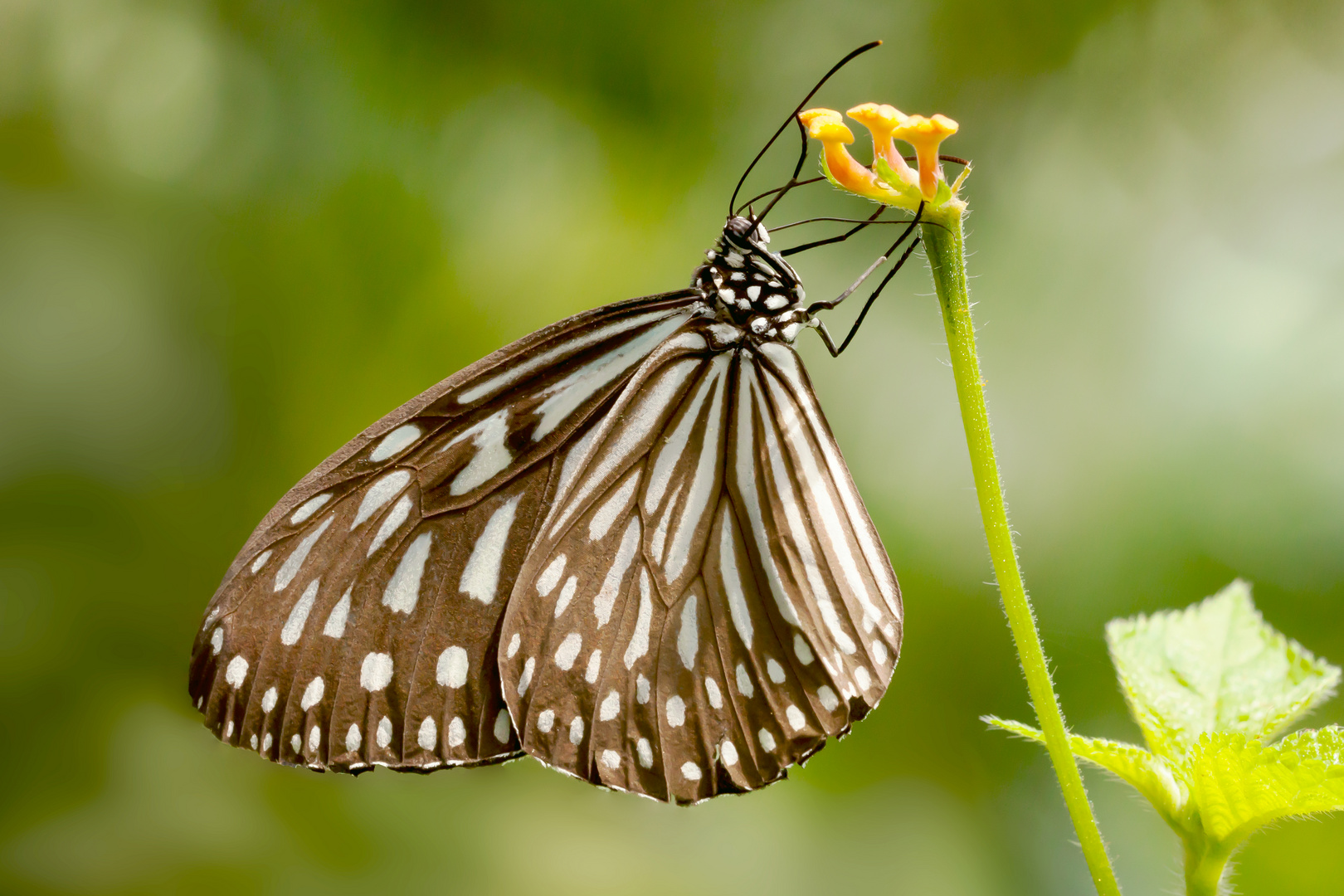 Schmetterling