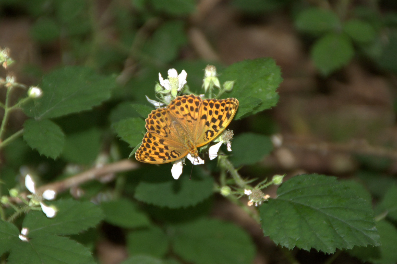 Schmetterling