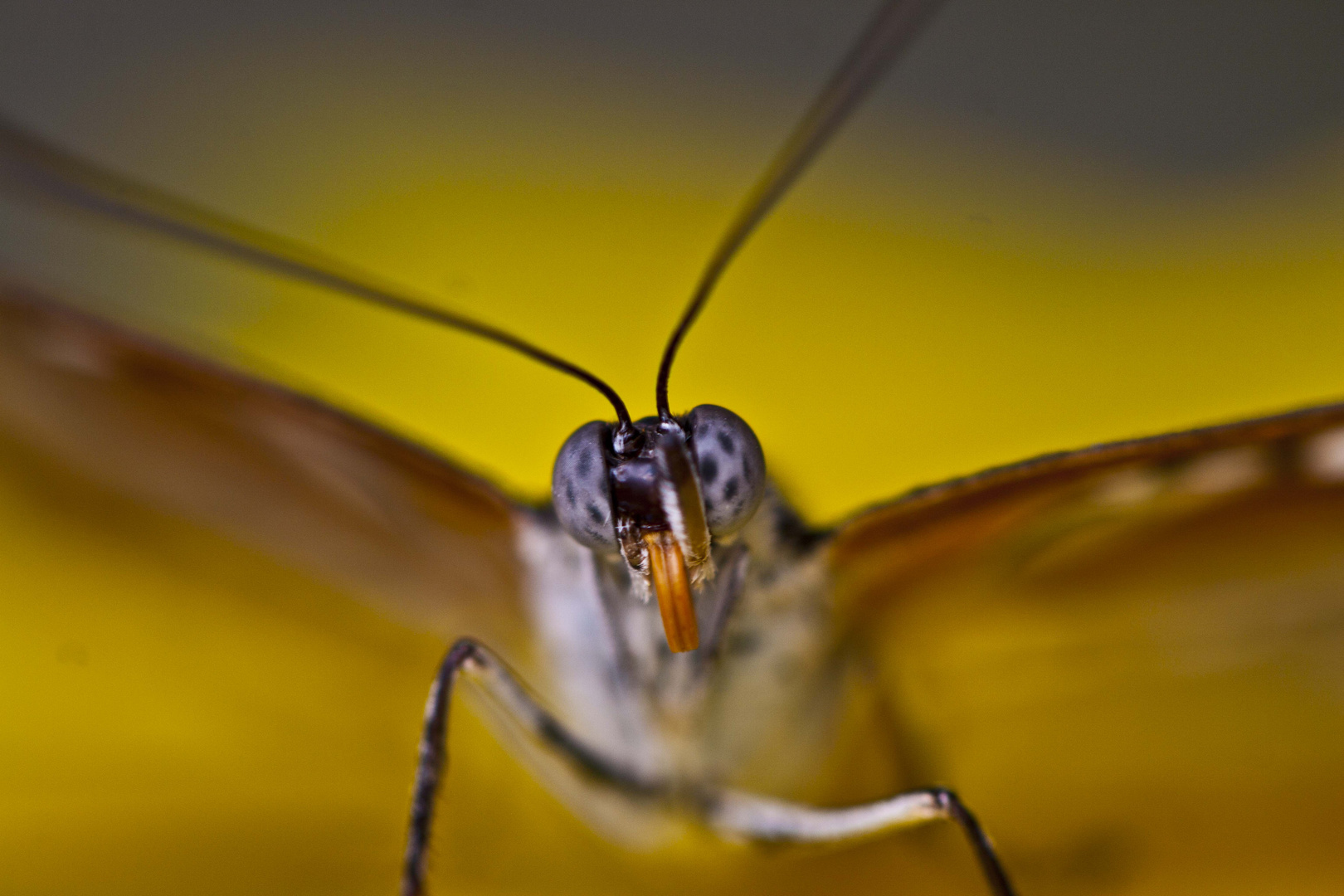 Schmetterling