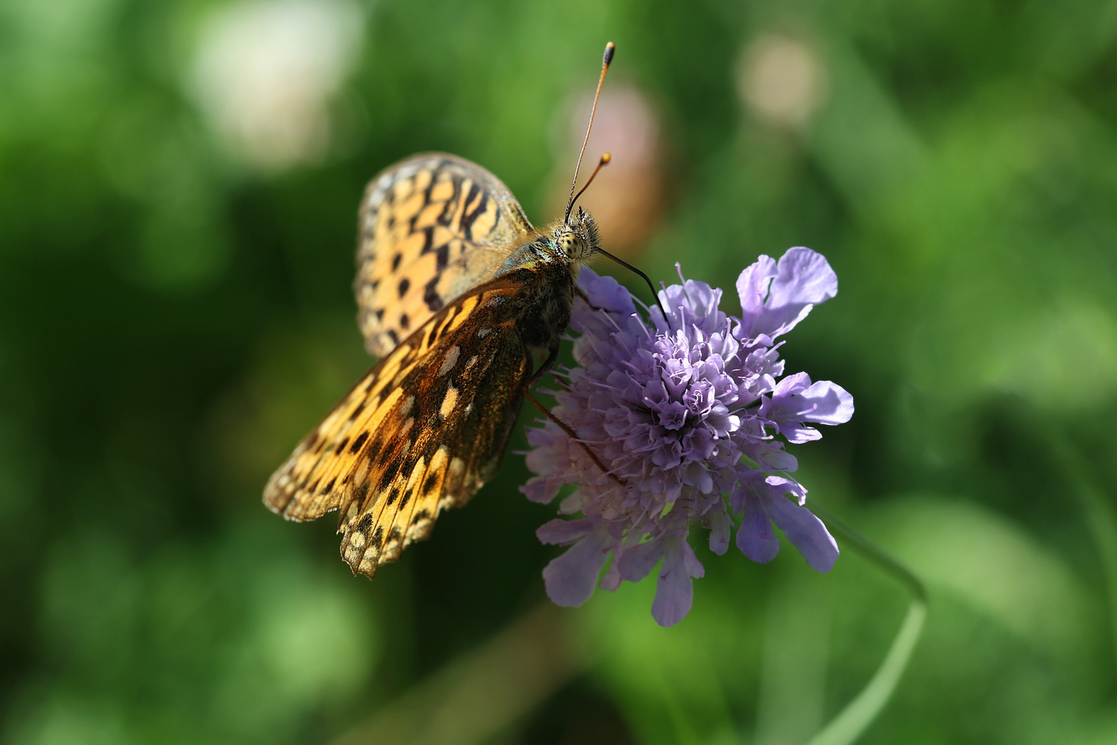 Schmetterling