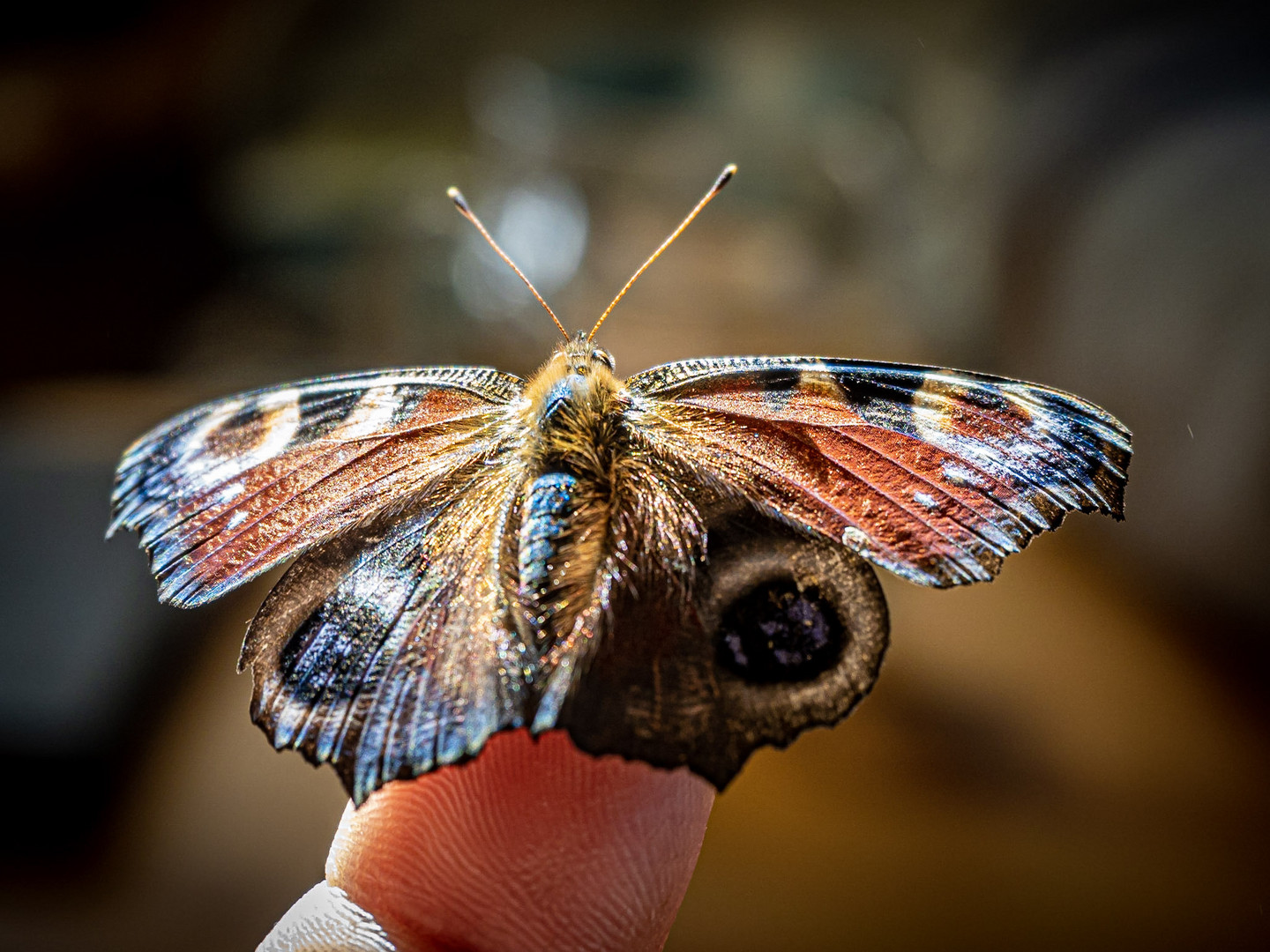 Schmetterling 