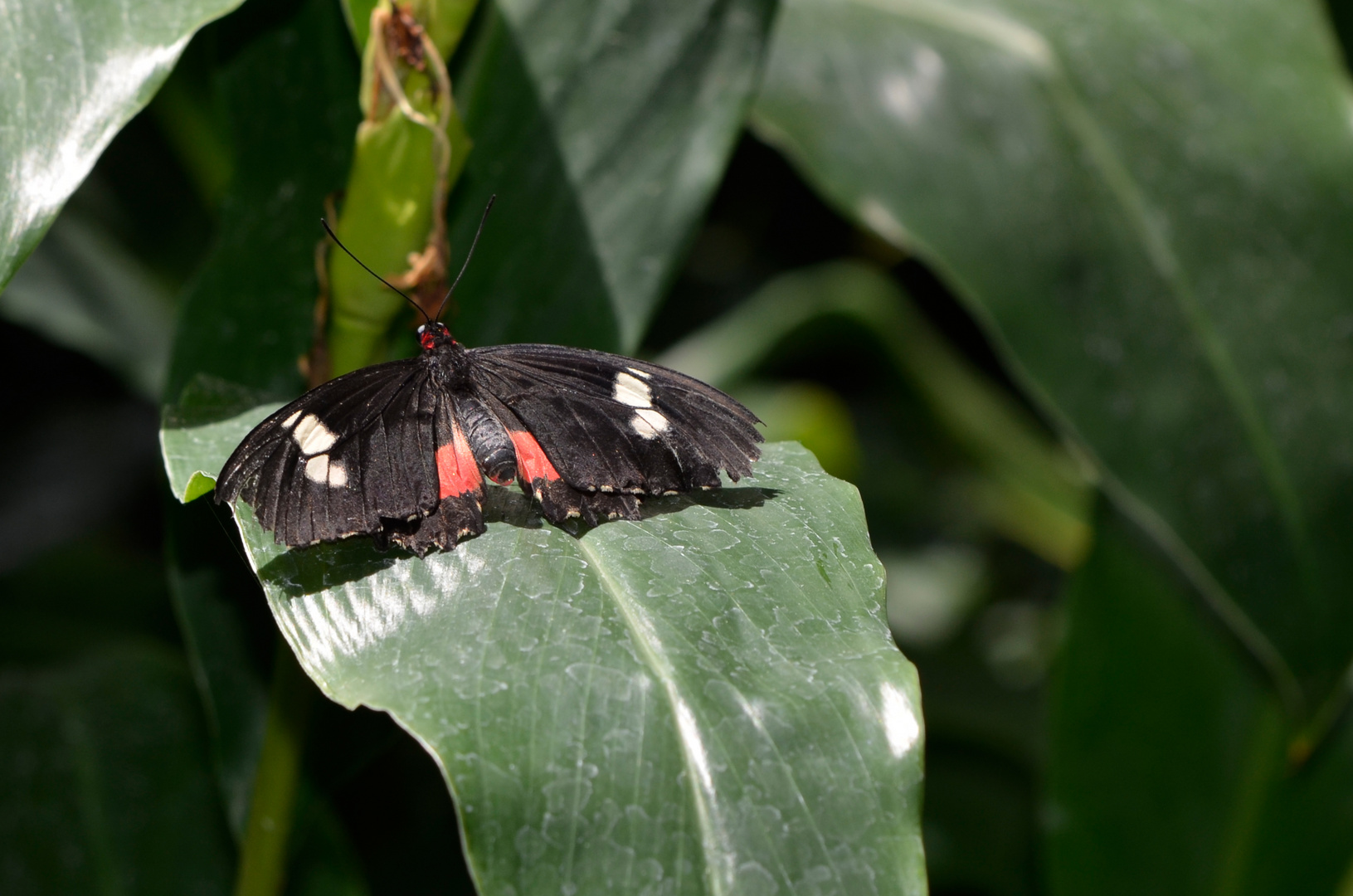 Schmetterling