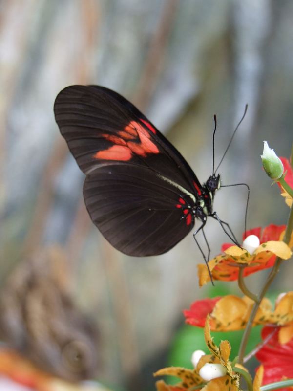 schmetterling von Gerson Lichtenegger