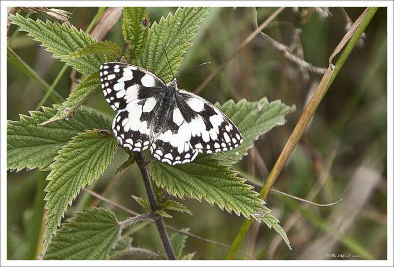 Schmetterling