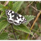 Schmetterling