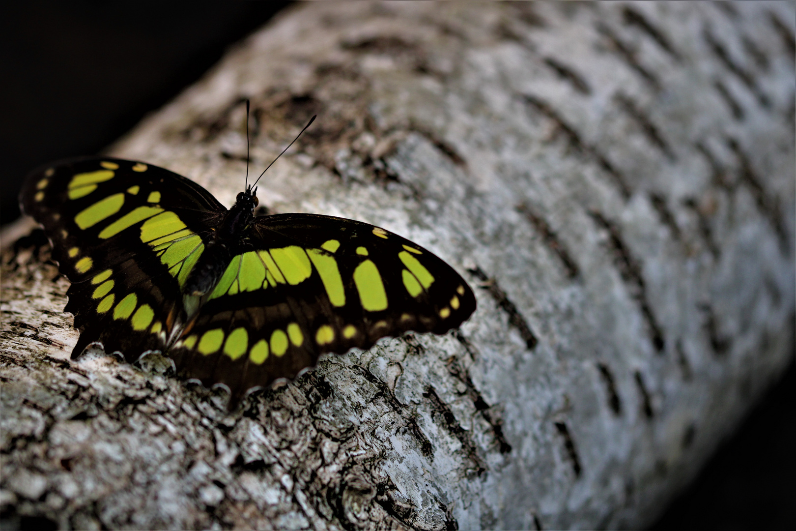 Schmetterling