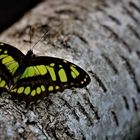 Schmetterling