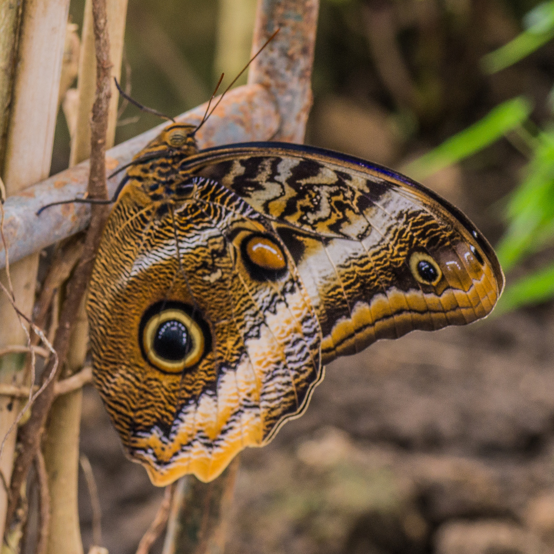 Schmetterling