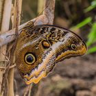 Schmetterling