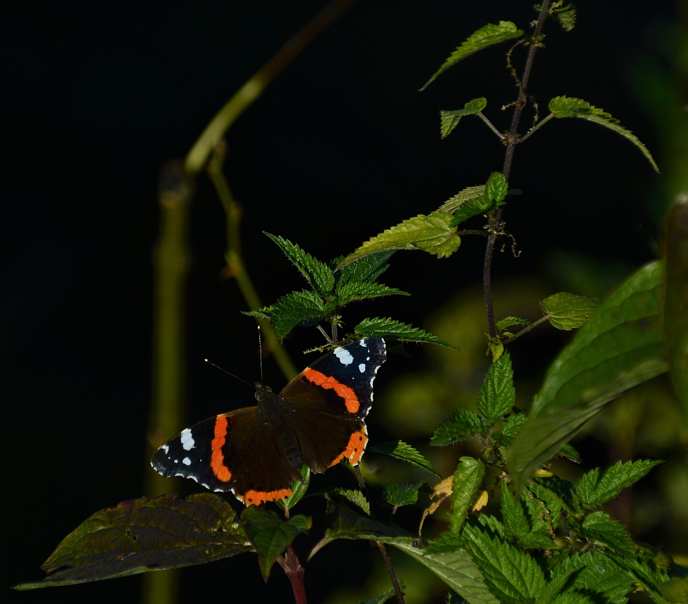 Schmetterling