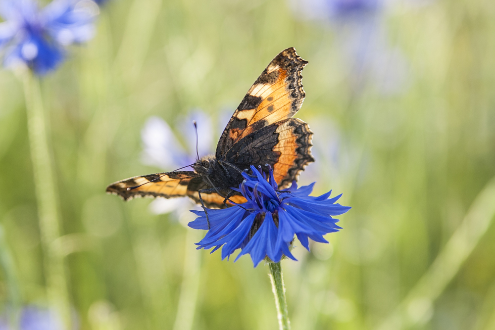 Schmetterling