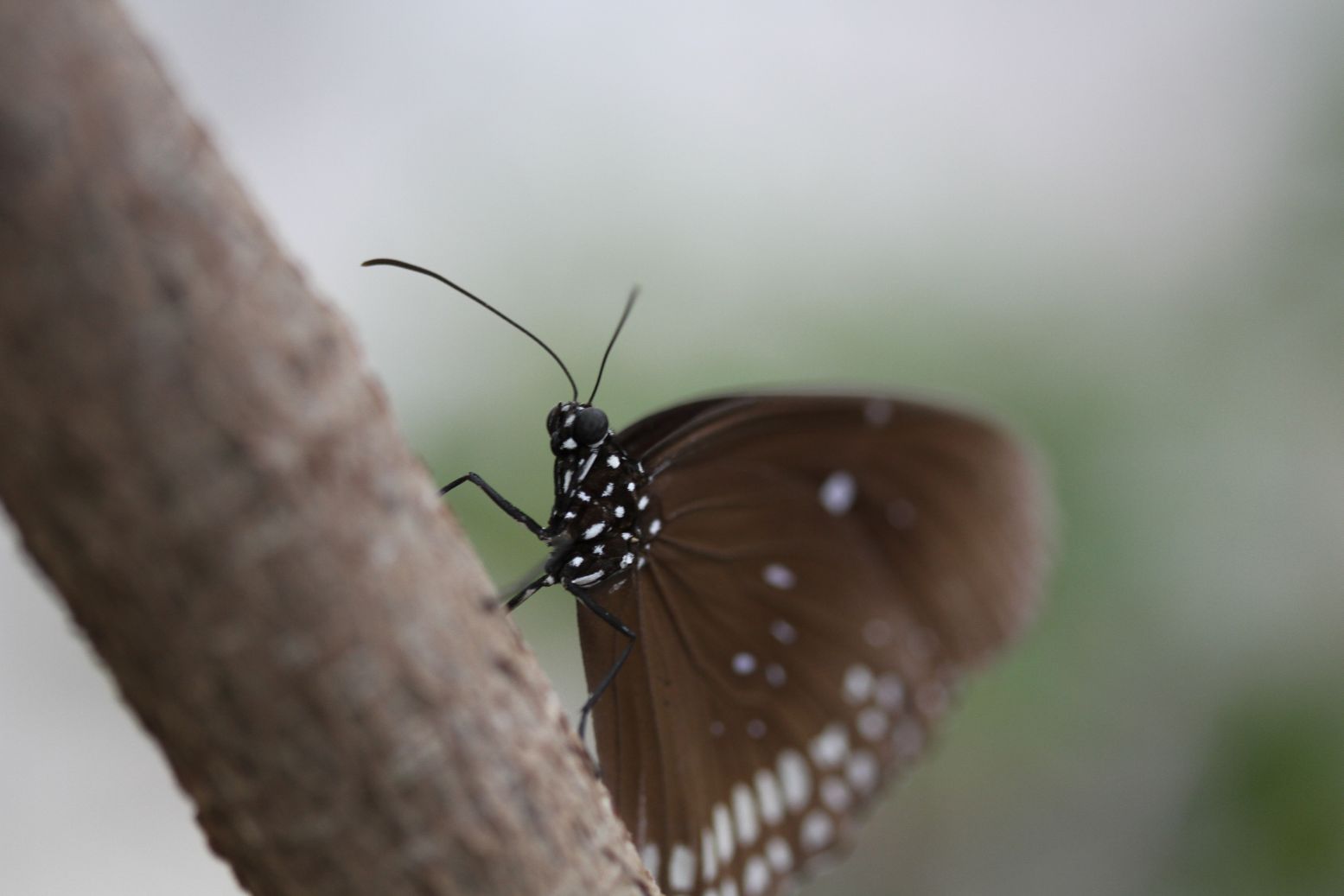 Schmetterling