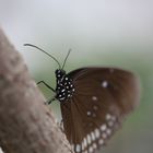 Schmetterling