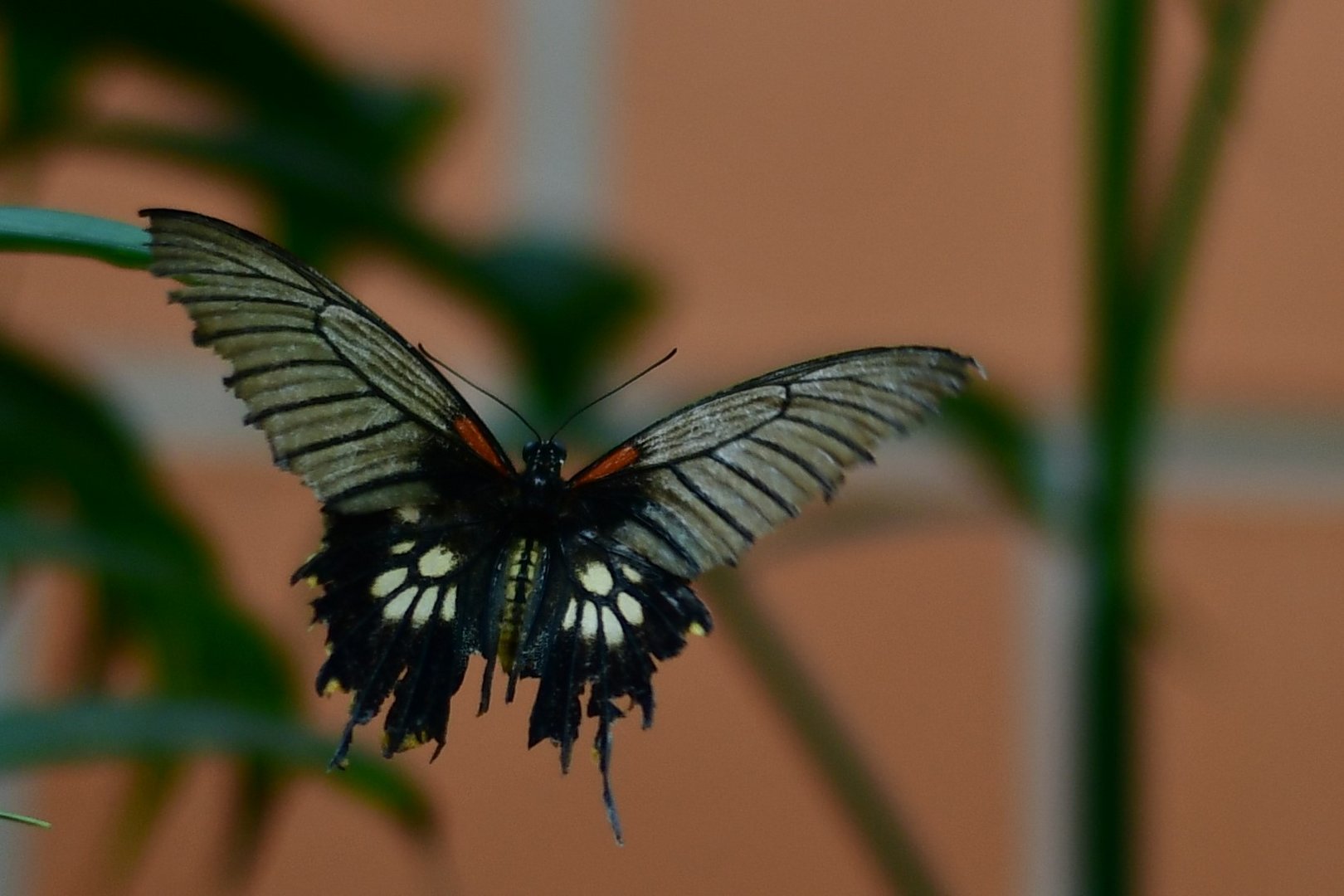 Schmetterling