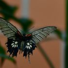 Schmetterling