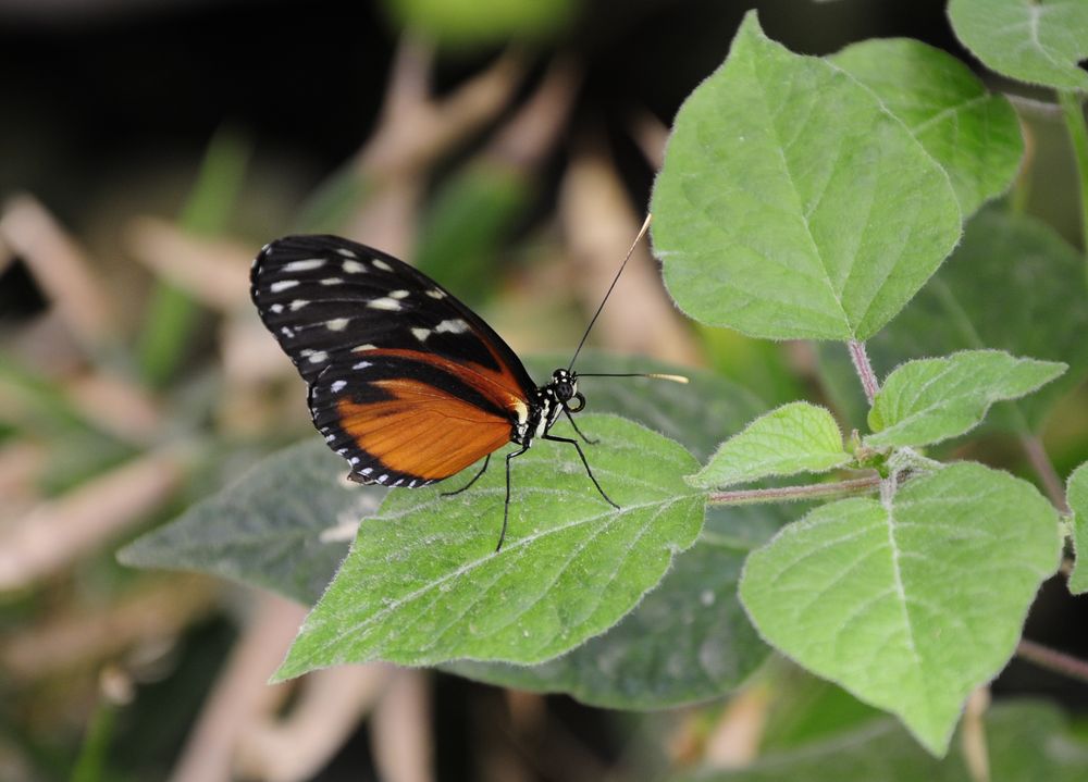 Schmetterling