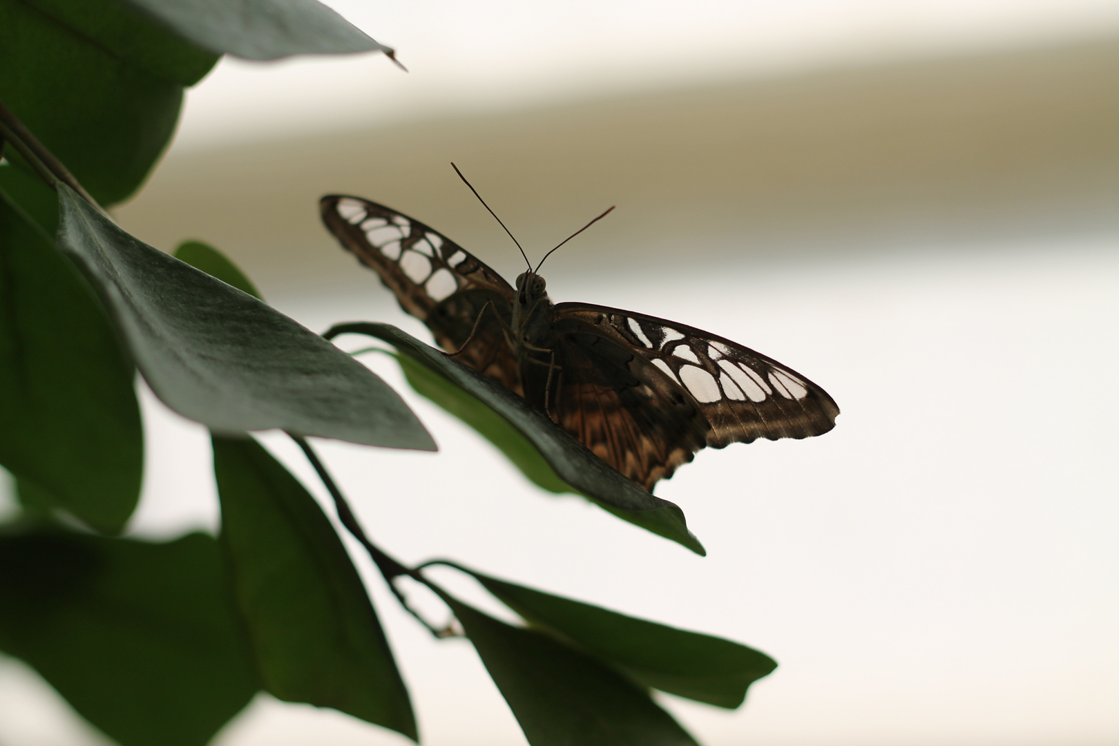 Schmetterling