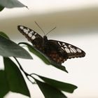 Schmetterling