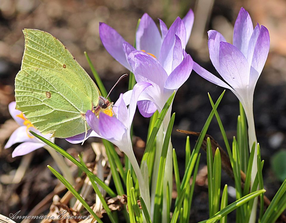 Schmetterling