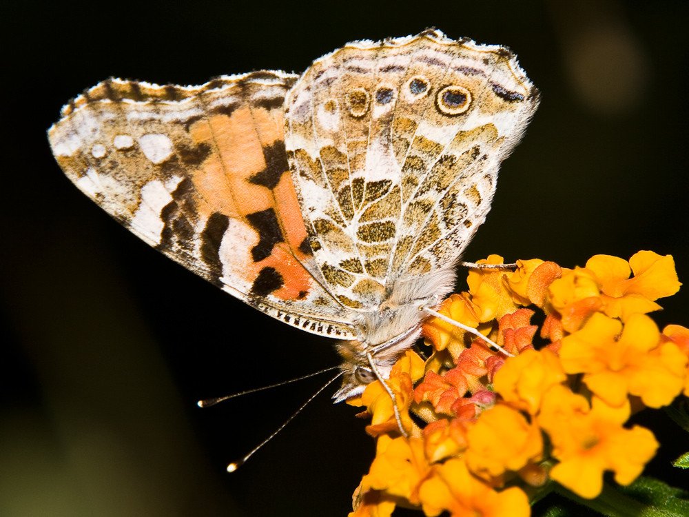 Schmetterling