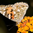 Schmetterling