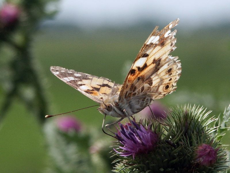 Schmetterling