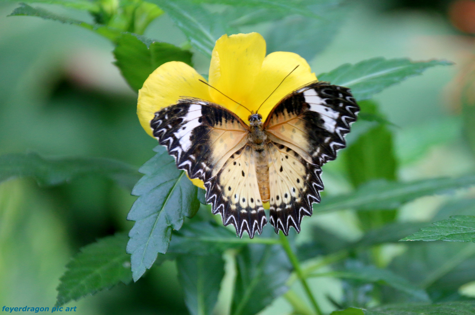 schmetterling 