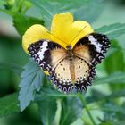 schmetterling 