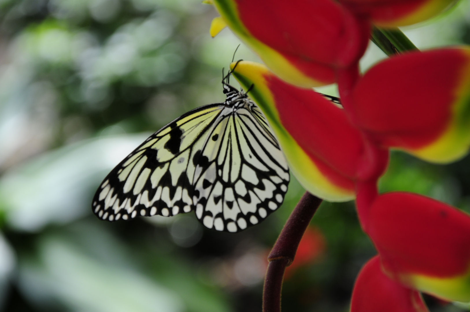 Schmetterling