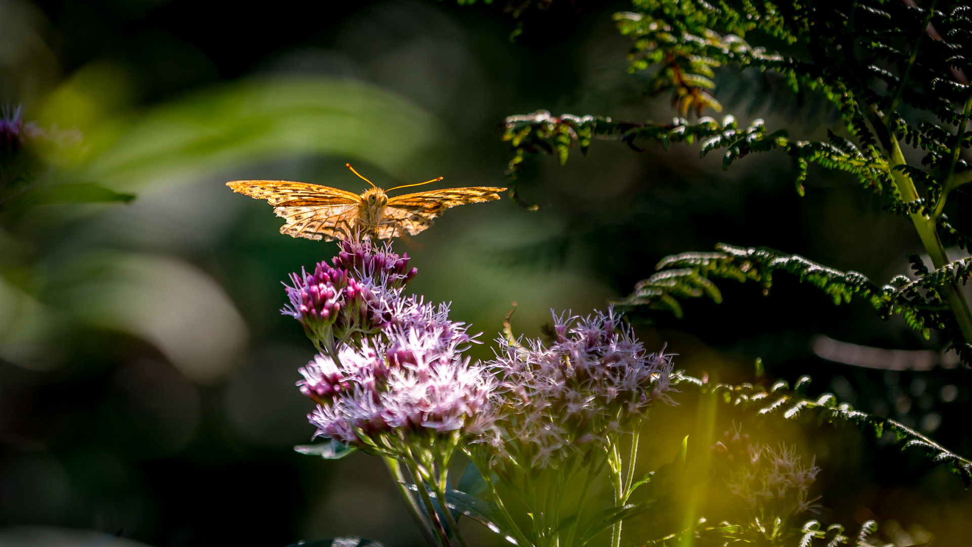 Schmetterling