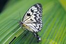 Schmetterling von erdbeerii 