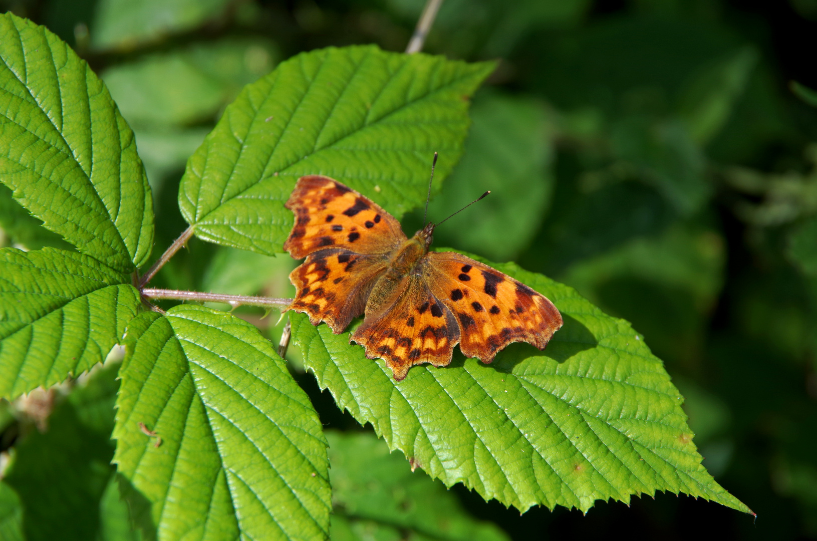 Schmetterling 