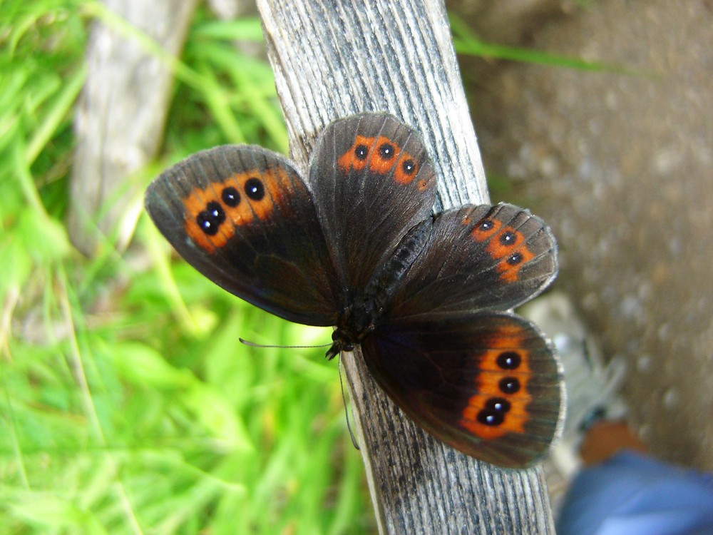 Schmetterling