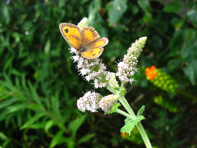 Schmetterling