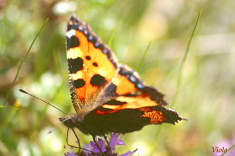 Schmetterling