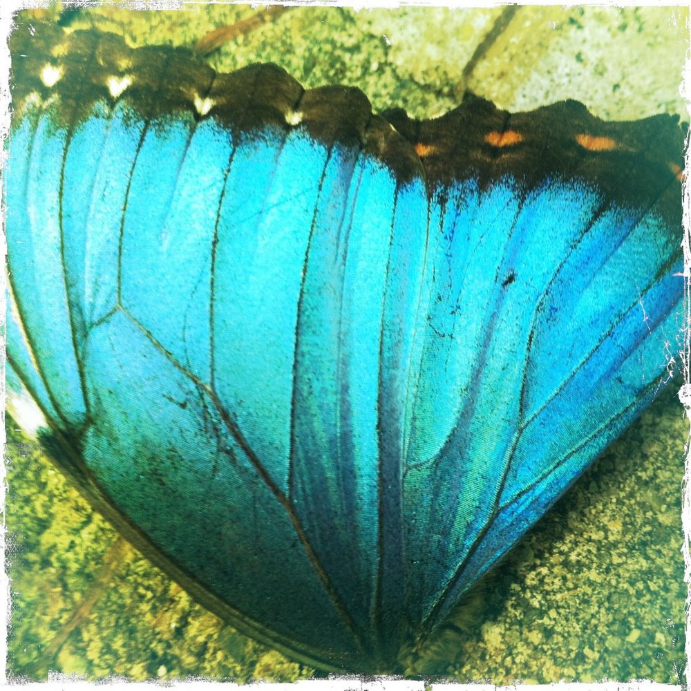 Schmetterling