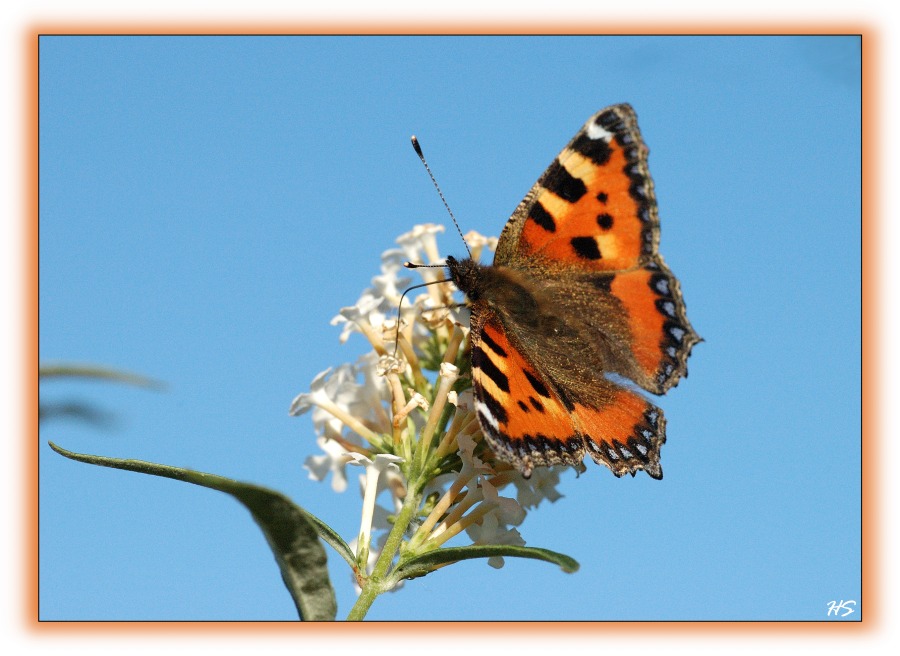 Schmetterling