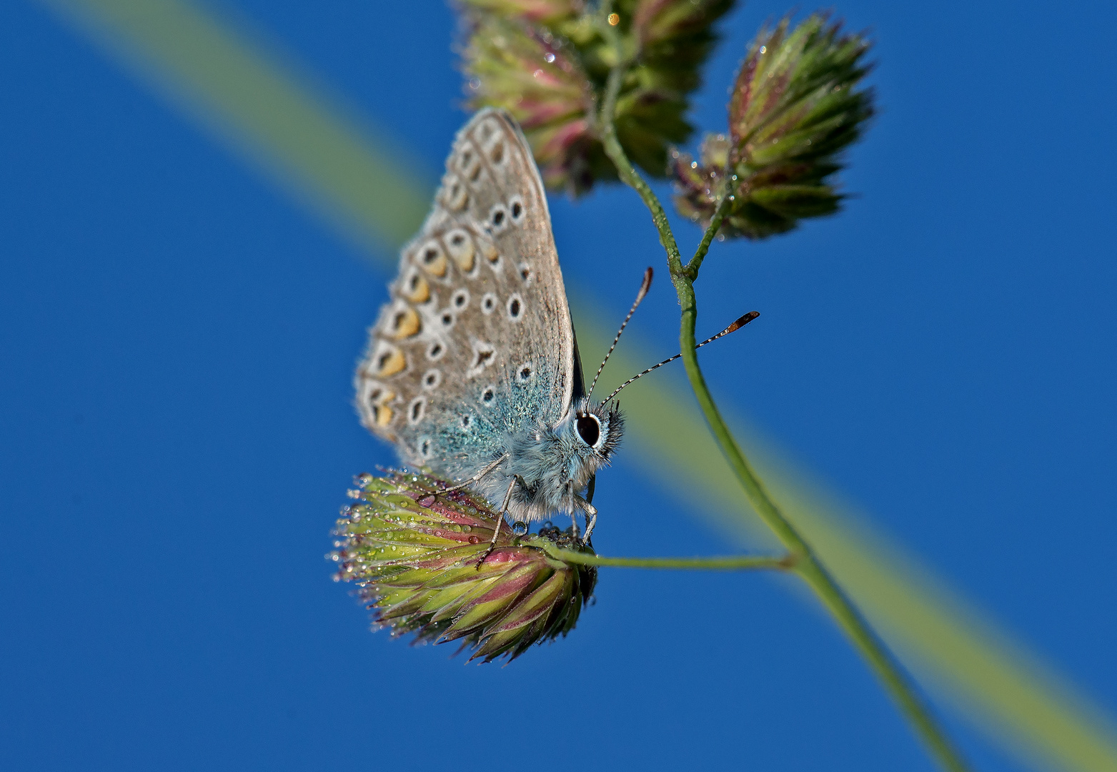 Schmetterling